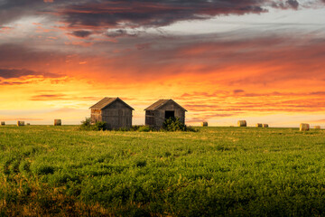 A pair of old barns on a wheat field with round hay bales at sunrise on the Canadian prairies in...