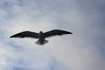 White seagull flying over a cloudy sky background on a sunny day over a lake in Bariloche Patagonia Argentina