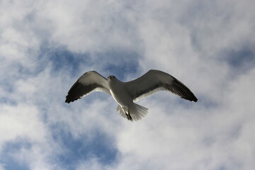 Amazing bird flying over a lake in Patagonia Argentina