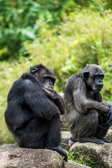 Naklejka na ściany i meble Two Chimpanzees sitting and talking.