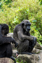 Two Chimpanzees sitting and talking.