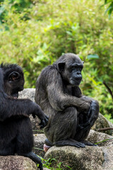 Obraz premium Two Chimpanzees sitting and talking.