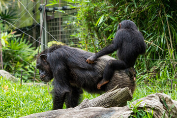Chimpanzee mother with baby on back.
