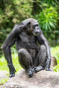 Shitting Chimpanzee isolated image