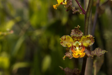 Orchid flower of the month of May in the shade of the trees.
