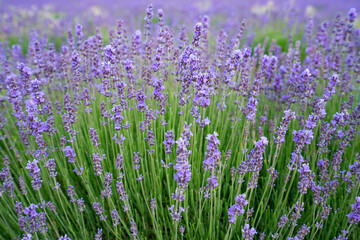 Lavender Fields (Common Lavender, Lavandula angustifolia), Saul, France