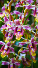 Hybrid orchid in botanic gardens of Singapore