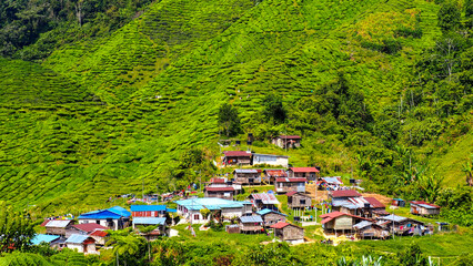 Village in middle of tea plantation in Cameron Highlands’ Malaysia - obrazy, fototapety, plakaty