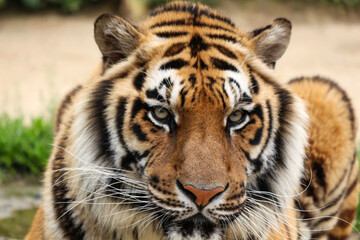 Fototapeta na wymiar tiger close up face outdoor looking angry (Panthera Tigris)