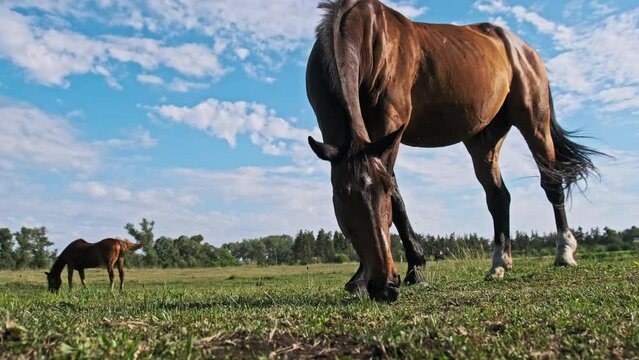 A brown horse grazes on a green field against the blue sky in slow motion. Horse eats green grass in landscape countryside pasture in summer. Domestic farm equine mammals grazing on a rural meadow