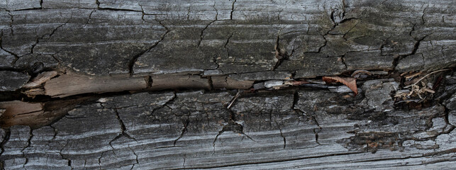 panorama of weathered old beam with large crack, wood board that is decaying, rotting, and falling apart