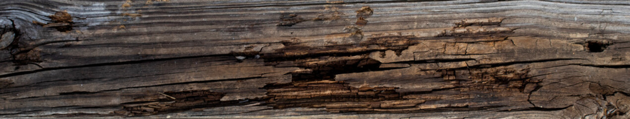 panorama of decaying, rotting, falling apart wooden beam, weathered wood board with cracks and damage