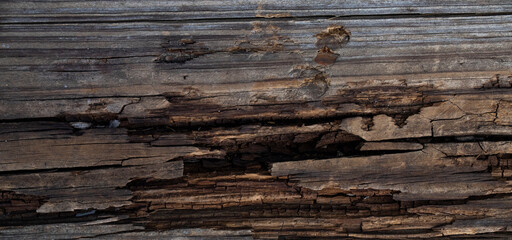 rotting and broken wood board with cracks, decaying, rotting, falling apart, and weathered