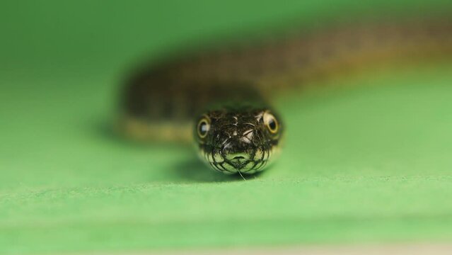 Closeup snake face isolated.
Snake sticks out its tongue on green background.
water snake is a Eurasian nonvenomou, Colubridae.
Also called a dice snake.
Reptile isolated, Reptiles.
wildlife, animals