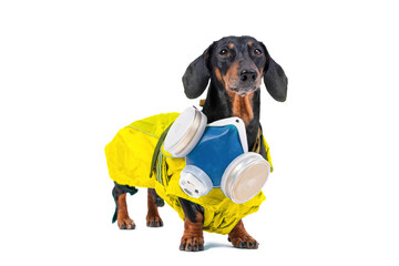 Elderly dog in chemical protection suit with respirator around his neck on white background. Dachshund scientist conducts scientific experiments with viruses in uniform against radiation