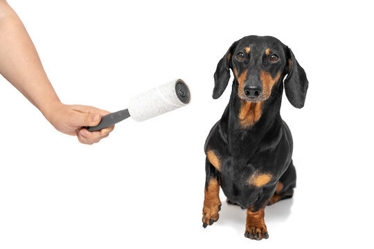 Hand Holds Sticky Roller For Cleaning Clothes From Hair, Wool, Dust Near Smooth-haired Dachshund Dog. Tool For Getting Rid Of Pet Hair, Lint On Clothes, Furniture. Dog And Cat Hair Removal Brush.