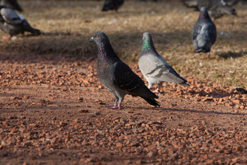 Obraz premium palomas en plaza de buenos iares