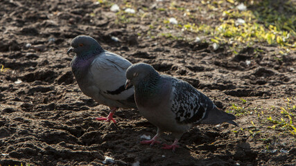 palomas en plaza de buenos iares