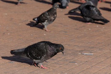 palomas en plaza de buenos iares