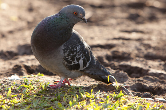 palomas en plaza de buenos iares