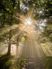 Early morning sunlight rays beaming through foggy tree tops. 