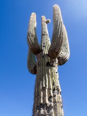Saguaro Cactus