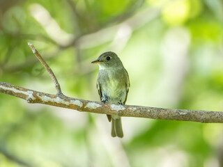 An eastern wood pewee perched on a tree branch 