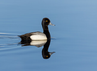 Obraz premium Male Lesser Scaup in Alaska
