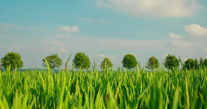 Garden plant with xiphoid leaves, high stem. Skewer. Beautiful view green agricultural field of gladioli. Sword lily before flowering. Blue bright cloudy sky, fresh summer day. Countryside.
