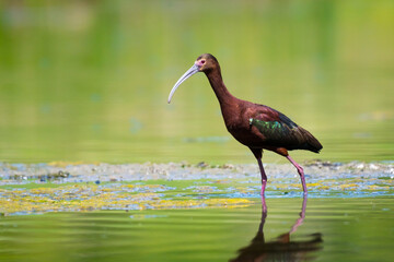 White-faced Ibis (Plegadis chihi) wading in shallow pond and beautiful colors and water reflection wildlife background