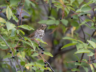 Swainson's Thrush in the Chokecherry Tree