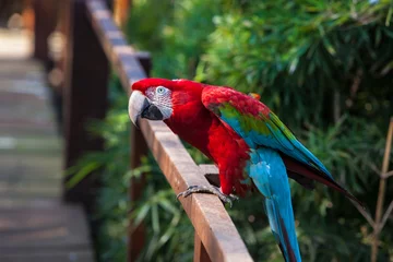 Tuinposter GUACAMAYOS, rojo azul y verde © Fernando