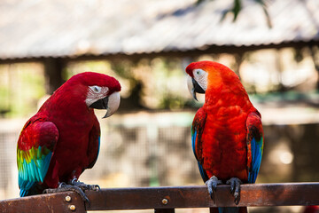 GUACAMAYOS, rojo azul y verde