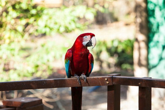 GUACAMAYOS, Rojo Azul Y Verde