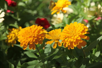 orange flowers in the garden