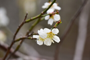 小さい梅の花