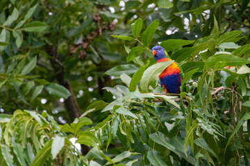 Rainbow Lorikeet (Trichoglossus moluccanus)