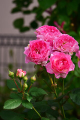 バラ　マダム・ドゥ・スタール