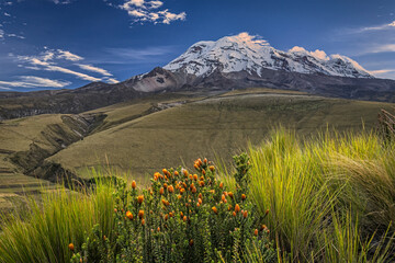Chuquirahua flowers, paramo meadows and Chimborazo volcano at sunrise