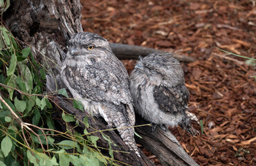 Tawny Frogmouth (Podargus Strigoides)