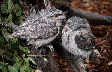 Tawny Frogmouth (Podargus Strigoides)