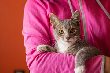 4 month old male cat gray with white