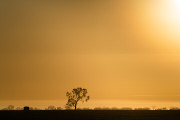 The early morning sun on a tree silhouette on a foggy morning