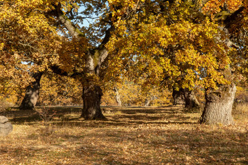 Autumn oak tree foliage. Yellow Quercus leaves in the fall. Gavurky. Slovakia.