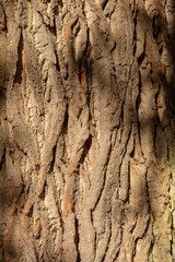 Ancient Oak tree (Quercus) trunk. Tree bark close up. Detail.