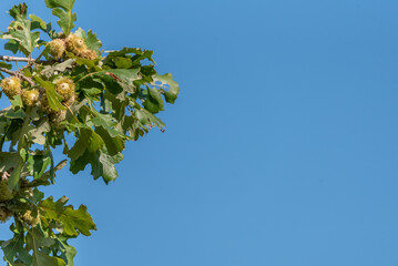 Fall Oak leaves and acorns against blue sky. © DGPresley