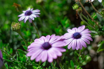 Obraz premium Flores 6