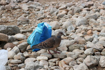 Fototapeta premium Wild Mountain Pigeon Approaching Campsite While Cooking – Human and Wildlife Interaction