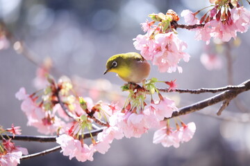 桜とメジロと春の訪れ