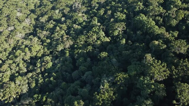 Preserved Atlantic Forest typical of southern Brazil, aerial view